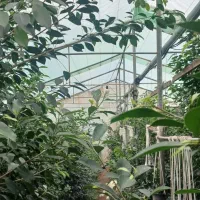 گلخانه ۱۱۰۰ متر با امکانات در زمین ۲۱۰۰ متری|اجارهٔ دفتر صنعتی، کشاورزی، تجاری|قائم‌شهر, |دیوار