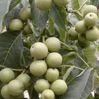 فروش انواع نهال گردوی خوشه ای