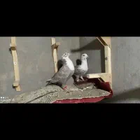 کبوتر سینه سفید بزک طاووسی|پرنده|شیراز, احمدی جنوبی|دیوار