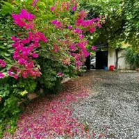 خانه ویلایی مستقل دنج جنگلی /سند / نزدیک به جاده|فروش خانه و ویلا|نور, |دیوار