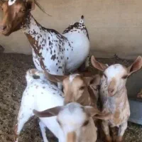 بز صلاله