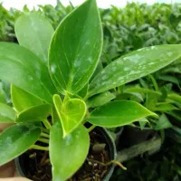 گل طبیعی برکین گلدون ۸ ریشه پر، اکثرا چند بوته|گل و گیاه طبیعی|زرگرشهر, |دیوار