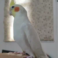 عروس هلندی نر لوتینو