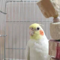 عروس هلندی نر