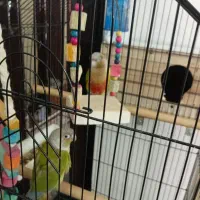 فروش طوطی گرینچیک