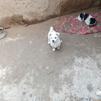 توله|سگ|نیشابور, شهرک رضوی|دیوار