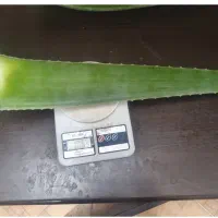 برگ آلوئه ورا عمده