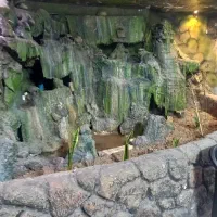 خرمشهرساحلی کوتشیخ نرسیده به پل جدید|کافیشاپ و رستوران|خرمشهر, |دیوار