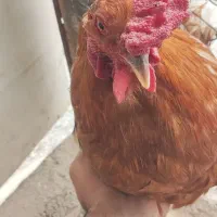 خروس و قو غاز