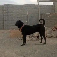 واگذاری ماده سرابی|سگ|سهند, |دیوار