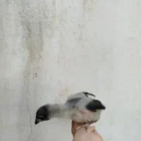 جوجه لاری اصیل|حیوانات مزرعه|باغستان, |دیوار