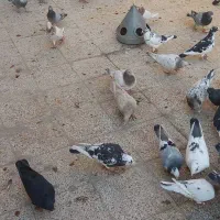 تعداد ۷۰تا سارو پلنگ