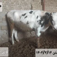 ۶عدد تلیسه|حیوانات مزرعه|زاغه, |دیوار