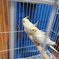 جفت عروس هلندی مولد سالم و سرحال