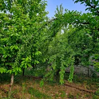 ویلا|اجارهٔ کوتاهمدت ویلا و باغ|یاسوج, |دیوار