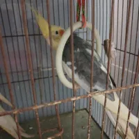 پرنده عروس نر وماده|پرنده|رشت, کوی مهر|دیوار