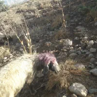 بره پایه پروار