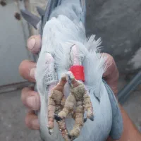 نر عراق۲۰۲۰|پرنده|خرمشهر, |دیوار