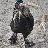 خروس برهماا