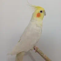 عروس هلندی نر لوتینو|پرنده|قم, زاویه|دیوار