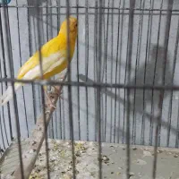 قناری ماده سرخ آماده جفت 950