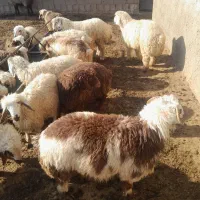 بره شیری