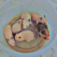 بچه همستر دستی|موش و خرگوش|کلاله, |دیوار