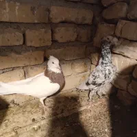 کفتر ماده طوقی و نر سار|پرنده|تربت‌حیدریه, منظر|دیوار