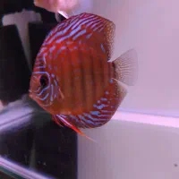 دیسکس شاه ماهی آب شیرین