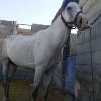 ۳راس‌مادیان نریون۳کره