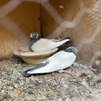 ۳جفت نروماده عالی|پرنده|چهاردانگه (تهران), |دیوار