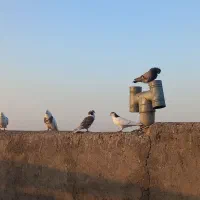 کبوتر|پرنده|قم, شهرک امام حسین|دیوار