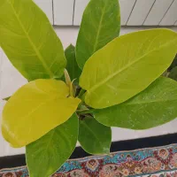 فروش انواع گل وگیاهان اپارتمانی|گل و گیاه طبیعی|آران و بیدگل, |دیوار