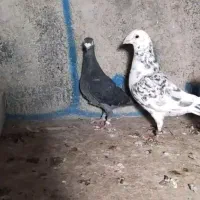 کفتر|پرنده|گلستان (تهران), |دیوار