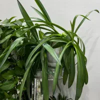 گل طبیعی|گل و گیاه طبیعی|اصفهان, خرم|دیوار