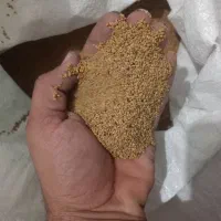 بذر یونجه ایرانشهری|گل و گیاه طبیعی|کهنوج, |دیوار