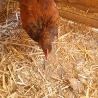 جوجه خروس|حیوانات مزرعه|پاکدشت, پاکدشت (مامازند)|دیوار