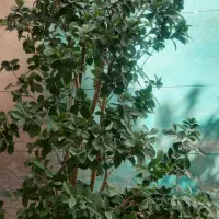 درختچه یاس هلندی