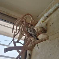 ساخت انواع لانه ی پرنده درسایز های مختلف|لوازم جانبی حیوانات|مرودشت, پشت سایپا|دیوار