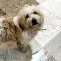 سگم گم شده|حیوانات|سیاهکل, |دیوار