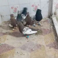 کفتر بهبهانی ب شرط هواا