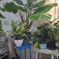 گل بابا ادم|گل و گیاه طبیعی|تهران, افسریه جنوبی|دیوار