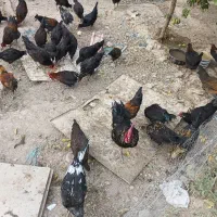 فروش تعدادی مرغ وخروس محلی