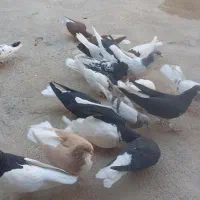 کفتر