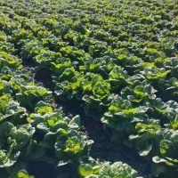 کاهو‌|خوردنی و آشامیدنی|دلند, |دیوار