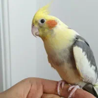 طوطی عروس هلندی های سخنگو و رام رنگبندی مختلف|پرنده|قائمشهر, |دیوار