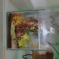 فروش اکواریوم|ماهی|بندر ماهشهر, |دیوار