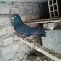 یک جفت سرور ویک زاغ تهرانی نر