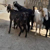 سلام فروش هفت عددبز