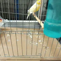 قناری ماده تن نرفته معاوضه با قناری نر بخونه